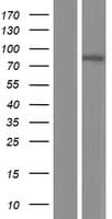 TMEM214 / FLJ20254 Protein (Over-Expression Lysate Myc-DDK (Flag))