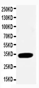 CDK2 Antibody (aa277-298)