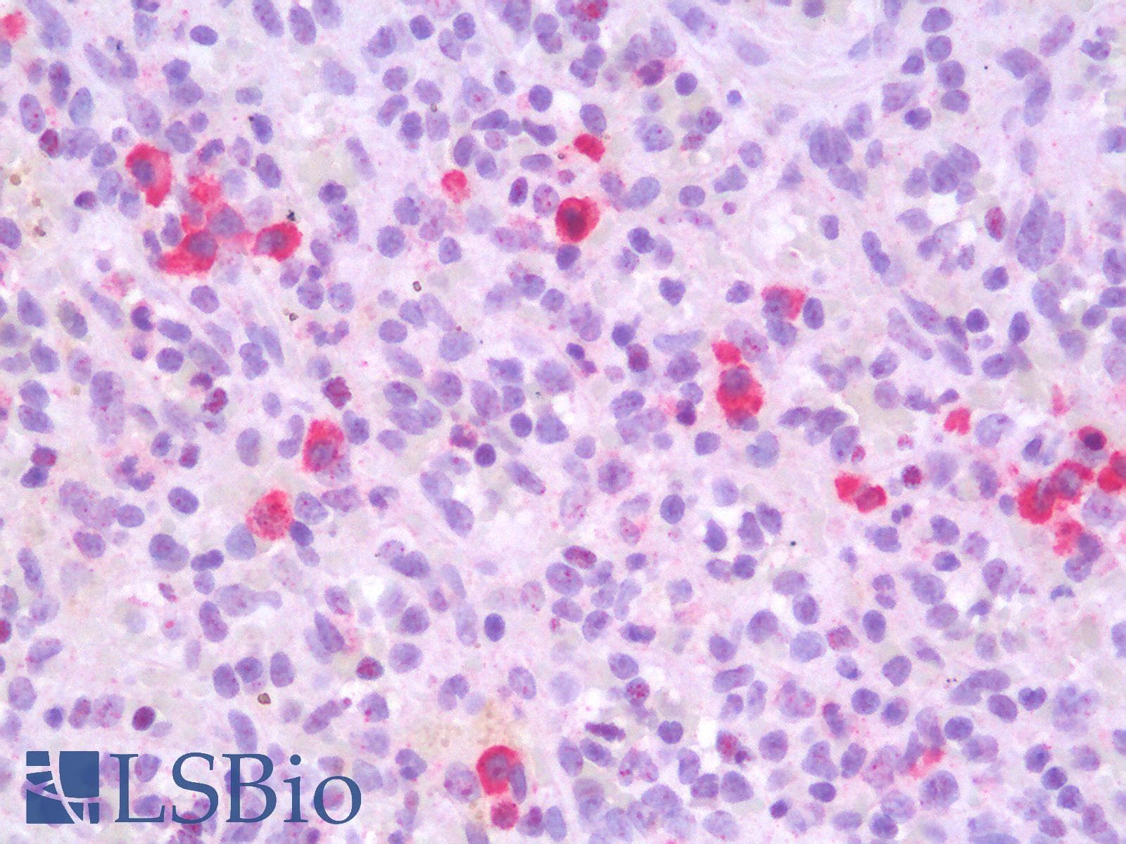 PathPlus™ CD19 Antibody