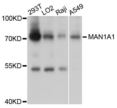 MAN1A1 Antibody