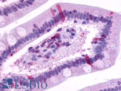 PathPlus™ GPR39 Antibody (C-Terminus)