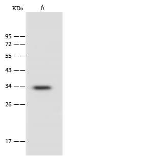 PSMF1 Antibody