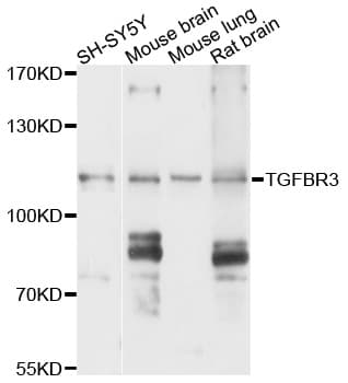 Betaglycan / TGFBR3 Antibody