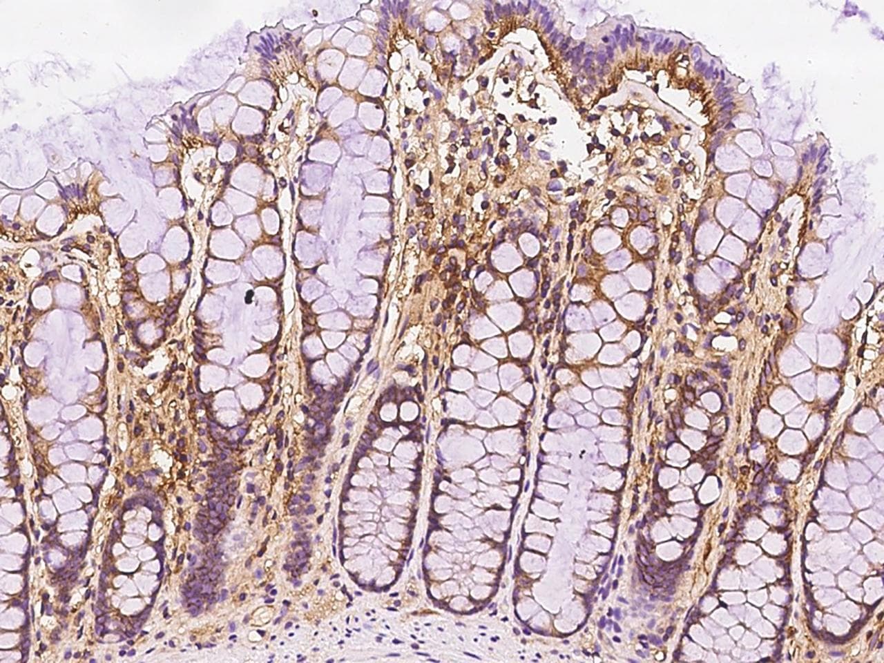 ERMAP / SC Antibody