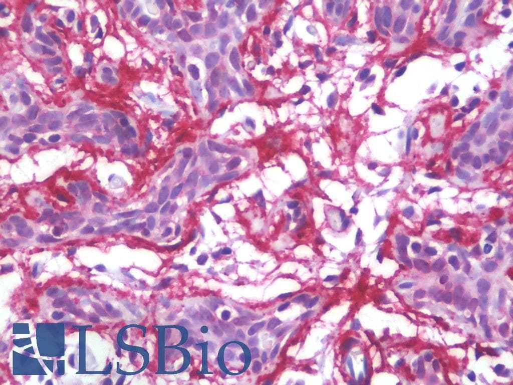 IHC-plus™ MFAP4 Antibody (clone AT12D11)