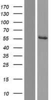 ETNPPL / AGXT2L1 Protein (Over-Expression Lysate Myc-DDK (Flag))