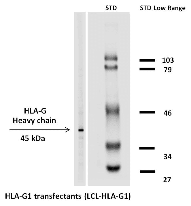 HLA-G Antibody (clone MEM-G/1, Biotin)