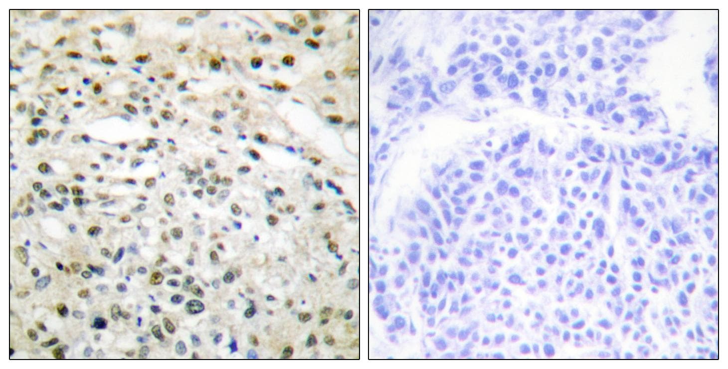 DNMT3B Antibody