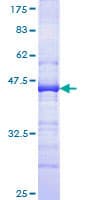 Human CD34 Protein (Recombinant GST, N-terminus)