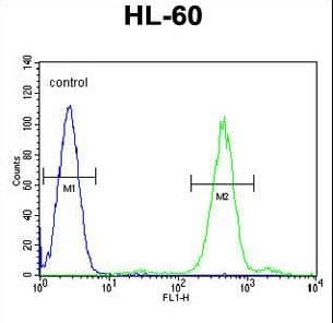 FOXC2 Antibody (aa183-210)