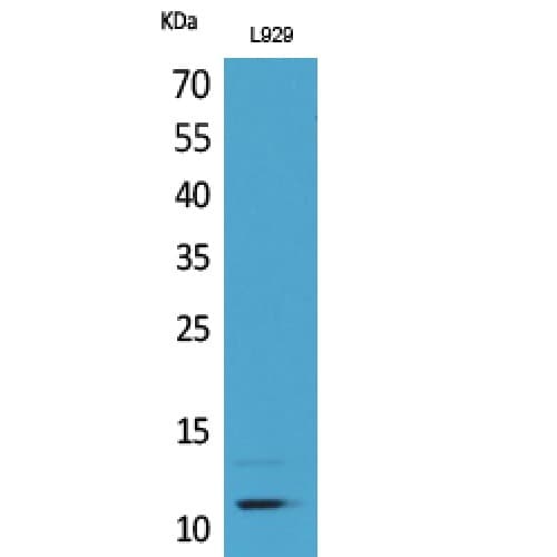 CCL8 / MCP2 Antibody (41-90 aa, C-terminal)
