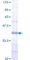 Human JAG2 / Jagged-2 Protein (Recombinant GST, N-terminus)