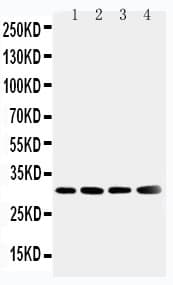 SOD3 Antibody (aa41-56)