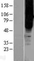 Human FFAR2 / GPR43 Protein (Over-Expression Lysate Myc-DDK (Flag))