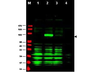 JUB / Ajuba Antibody