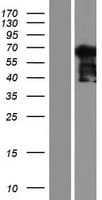NCAPH2 / CAP-H2 Protein (Over-Expression Lysate Myc-DDK (Flag))