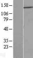 DCTN1 / Dynactin 1 Protein (Over-Expression Lysate Myc-DDK (Flag))