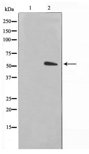 Polyclonal Rabbit anti-Human Alpha Tubulin Antibody (IHC, IF, WB)