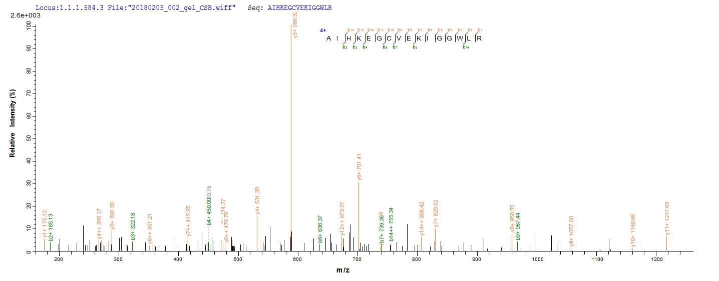 Human CD63 Protein (Recombinant 6His, N-terminus)