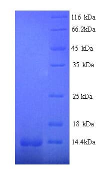 Human ZIF268 / EGR1 Protein (Recombinant His)