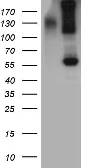 BMP6 Antibody (aa21-374, clone OTI1B11)