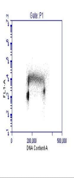 Polyclonal Rabbit anti-Human PCNA Antibody (aa75-125, IHC, WB)