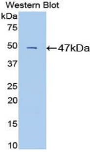 Polyclonal Rabbit anti-Mouse CD4 Antibody (aa27-394, WB)