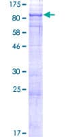 Human CRTC2 / TORC2 Protein (Recombinant GST)