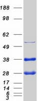 Human GLO1 / Glyoxalase I Protein (Recombinant Myc-DDK (Flag))