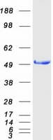 Human HNRNPK / hnRNP K Protein (Recombinant Myc-DDK (Flag))