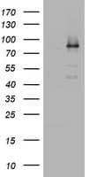 NBN / Nibrin Antibody (aa183-460, clone OTI2F5, Carrier-free)