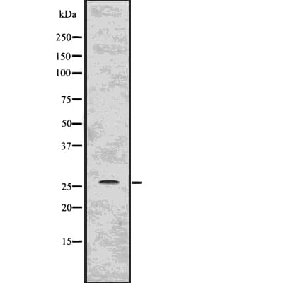 PPP1R1A / IPP1 Antibody