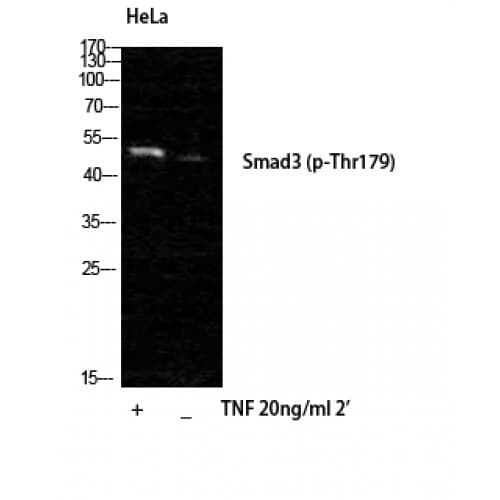SMAD3 Antibody (120-200 aa)