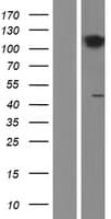 CCK4 / PTK7 Protein (Over-Expression Lysate Myc-DDK (Flag))