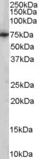 Polyclonal Goat anti-Human PCK2 / PEPCK Antibody (aa407-419, WB)