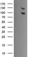 USP7 / HAUSP Antibody (clone OTI3C7, Carrier-free)