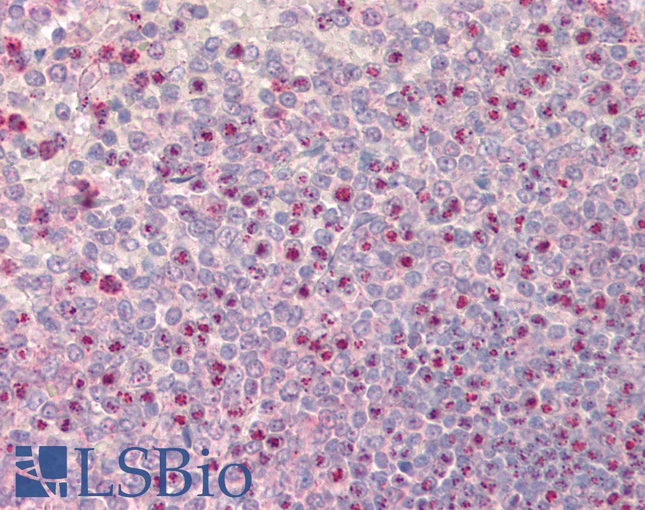 IHC-plus™ NOD1 Antibody
