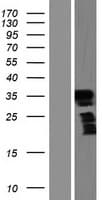 FRG2B Protein (Over-Expression Lysate Myc-DDK (Flag))