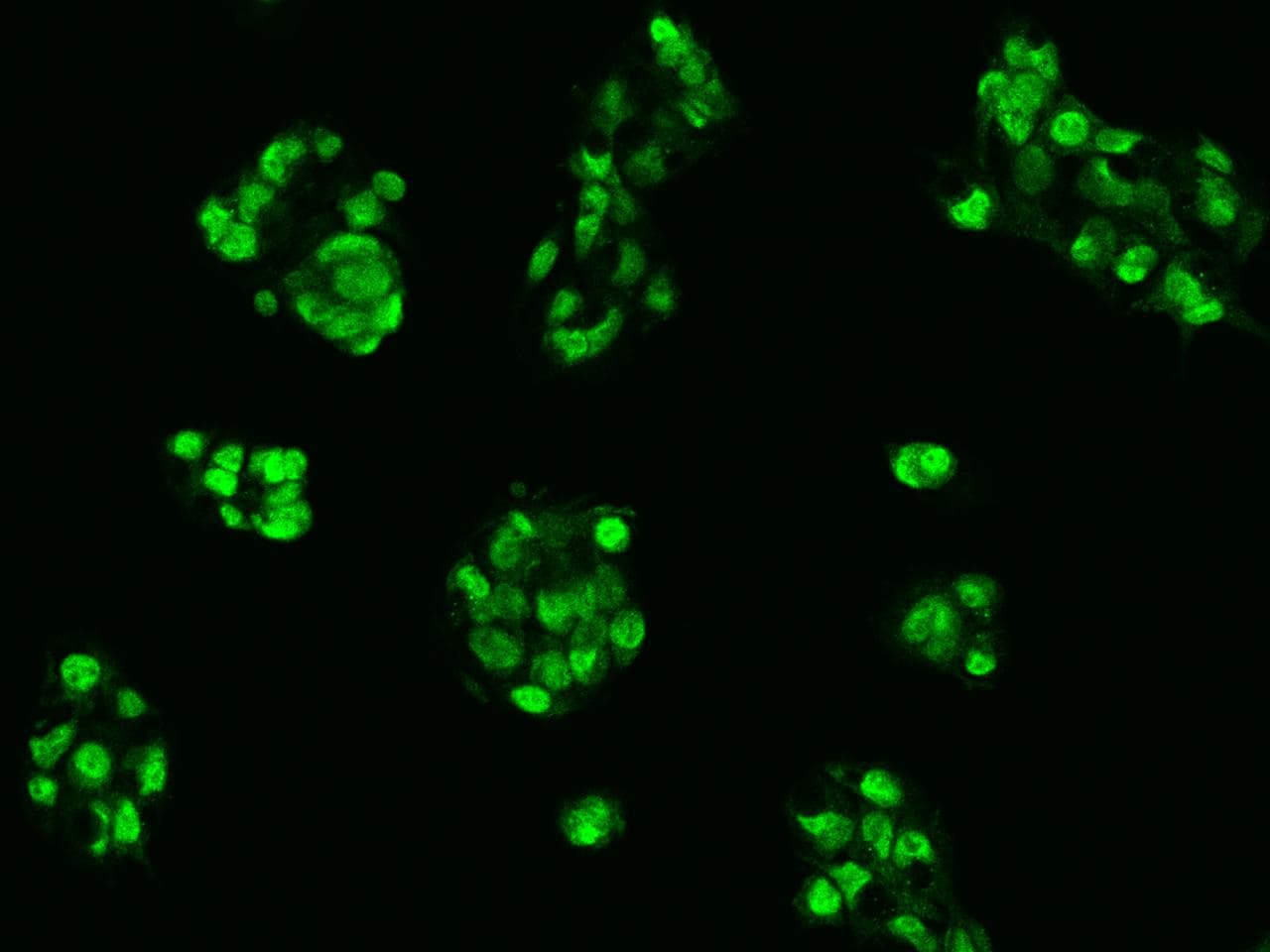 CRIPT Antibody