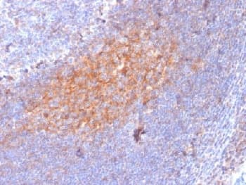 CD81 Antibody (clone 1.3.3.22, Azide-free, BSA-free)