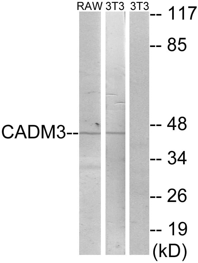 NECL-1 / CADM3 Antibody (aa141-190)