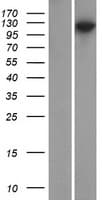 DLG2 / PSD93 Protein (Over-Expression Lysate Myc-DDK (Flag))