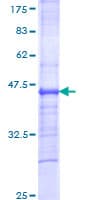 Human IL12RB2 Protein (Recombinant GST, N-terminus)