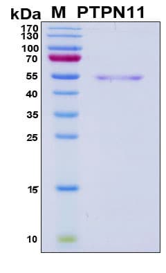 Human PTPN11 / SHP-2 / NS1 Protein (Recombinant 6His, N-terminus)