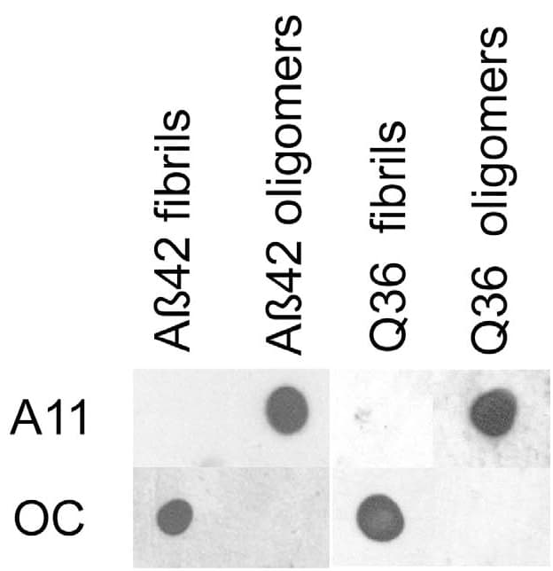 Amyloid Oligomers Antibody