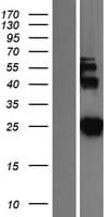 SNAP25 Protein (Over-Expression Lysate Myc-DDK (Flag))