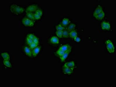 HIF2A / EPAS1 Antibody