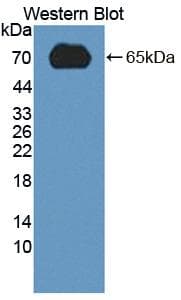 NANOG Antibody (aa1-305, PE)