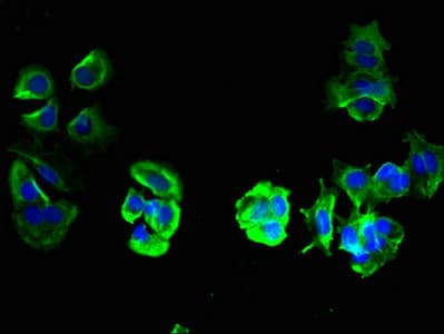 TMEM209 Antibody