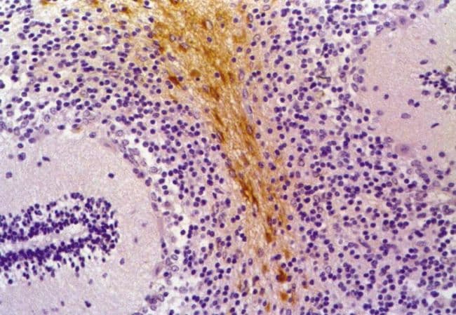 Monoclonal Mouse anti-Cat GFAP Antibody (clone GF-01, IHC, WB)